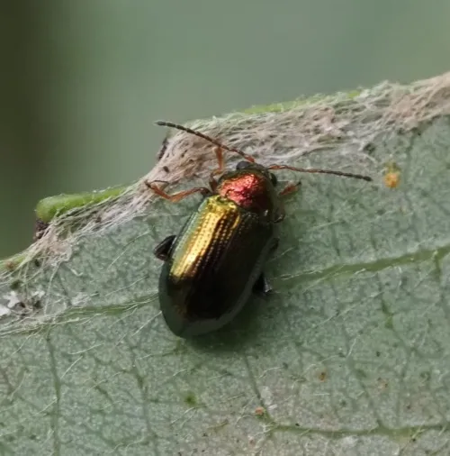 Willow Flea Beetle - photo 8