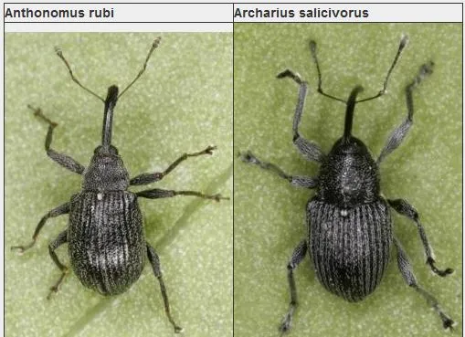 Willow Gall Weevil