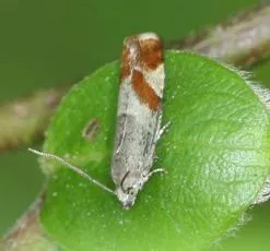 Willow Tortrix - Epinotia cruciana