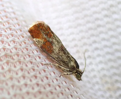 Willow Tortrix - photo 2
