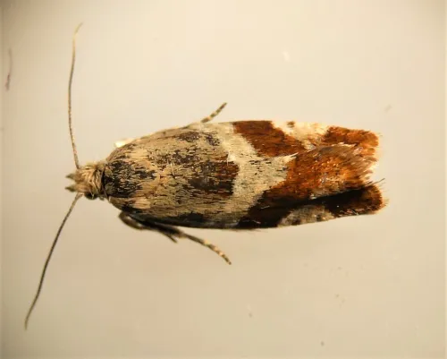 Willow Tortrix - photo 3