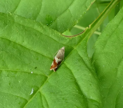 Willow Tortrix - photo 4