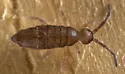 Damp Grain Springtail - Willowsia buski