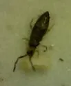 Damp Grain Springtail - photo 2
