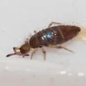 Damp Grain Springtail - photo 3