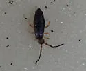 Damp Grain Springtail - photo 4