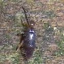 Damp Grain Springtail - photo 5
