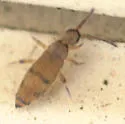 Willowsia neonigromaculata