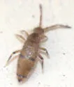 Willowsia neonigromaculata - photo 2