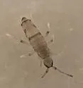 Willowsia neonigromaculata - photo 4
