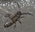Willowsia nigromaculata - photo 2