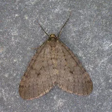 Winter Moth - Operophtera brumata