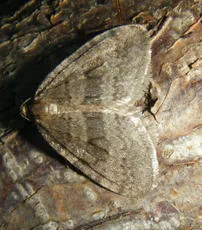 Winter Moth - photo 2