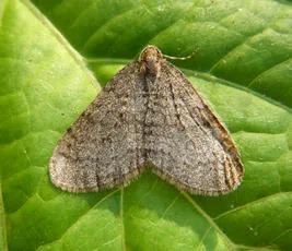 Winter Moth - photo 3