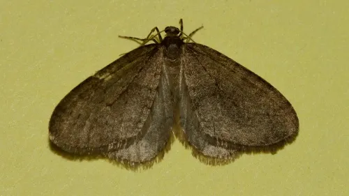 Winter Moth - photo 4