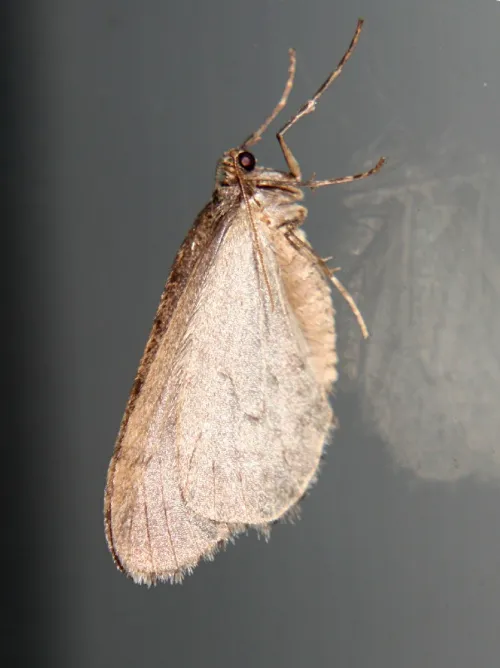Winter Moth - photo 6