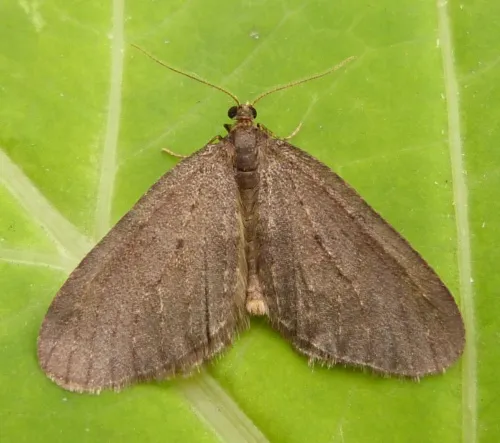 Winter Moth - photo 7