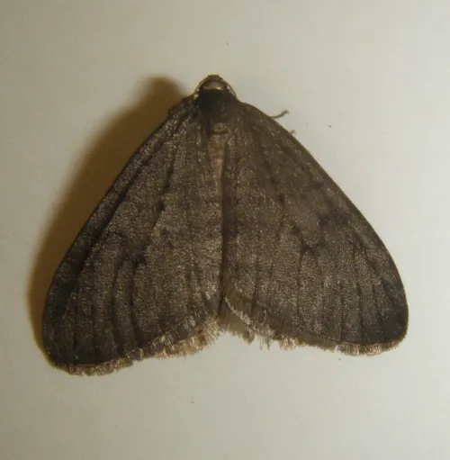 Winter Moth - photo 8