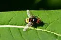 Winthemia abdominalis