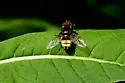Winthemia abdominalis - photo 2