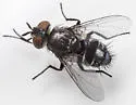 Winthemia polita