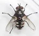 Winthemia quadripustulata