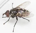 Winthemia quadripustulata - photo 2