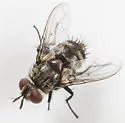 Winthemia quadripustulata - photo 3