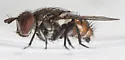 Winthemia quadripustulata - photo 4