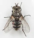 Winthemia quadripustulata - photo 5