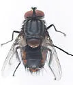 Winthemia rufopicta