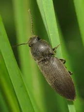 Wireworm Click Beetle - Agriotes obscurus