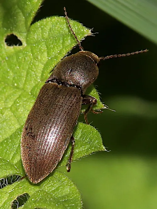 Wireworm Click Beetle - photo 2