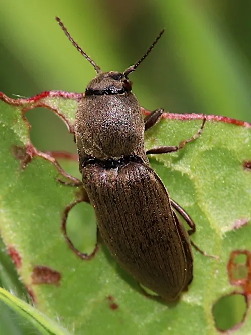 Wireworm Click Beetle - photo 3
