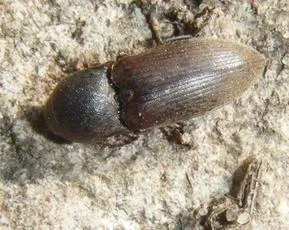 Wireworm Click Beetle - photo 4