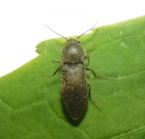 Wireworm Click Beetle - photo 5