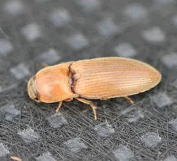 Wireworm Click Beetle - photo 6