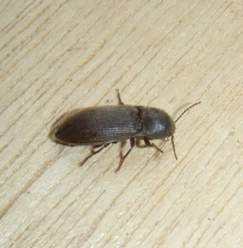 Wireworm Click Beetle - photo 7