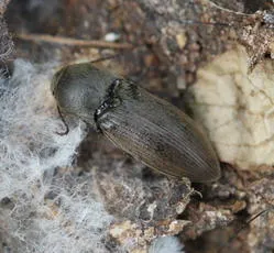 Wireworm Click Beetle - photo 8