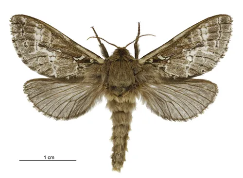Pasture Porina - photo 7