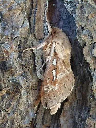 Summer Porina - Wiseana copularis
