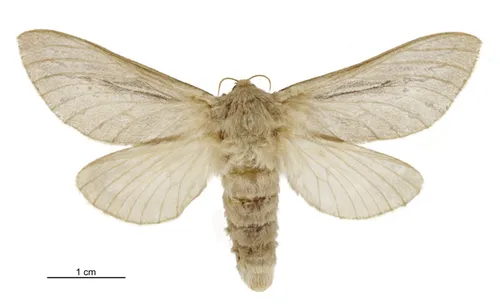 Bog Porina