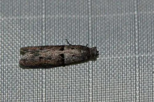 Wockia asperipunctella - Hodges#2415.1 - photo 3