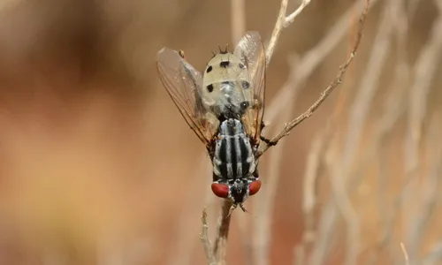 Locust Fly