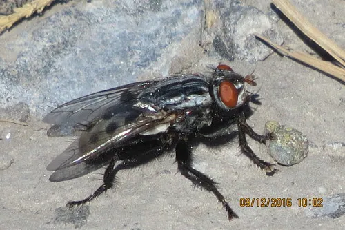 Fox Maggot