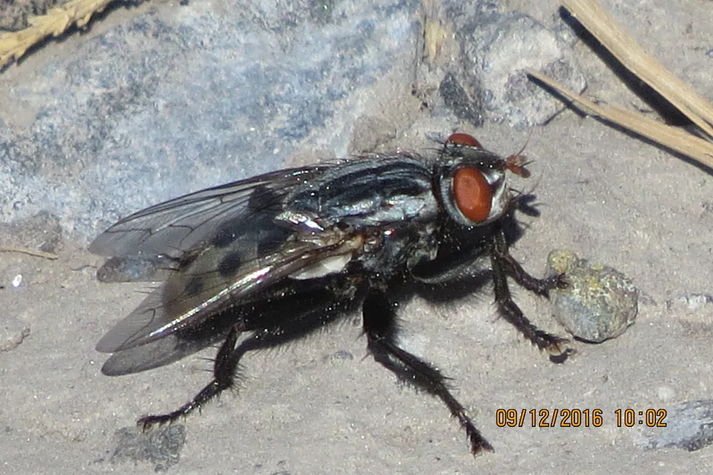 Fox Maggot - photo 2
