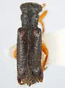 Wolcottia pedalis - Wolcottia pedalis