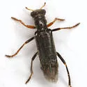 Wolcottia pedalis - photo 2