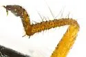 Wolcottia sobrina