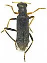 Wolcottia sobrina - photo 2
